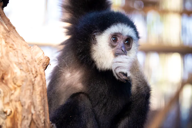 Weißhandgibbon des botanika in Bremen - &copy;Urs Siedentop