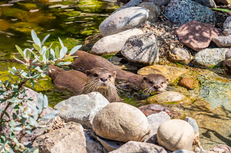 Otter des botanika in Bremen - &copy;bbotanika Bremen