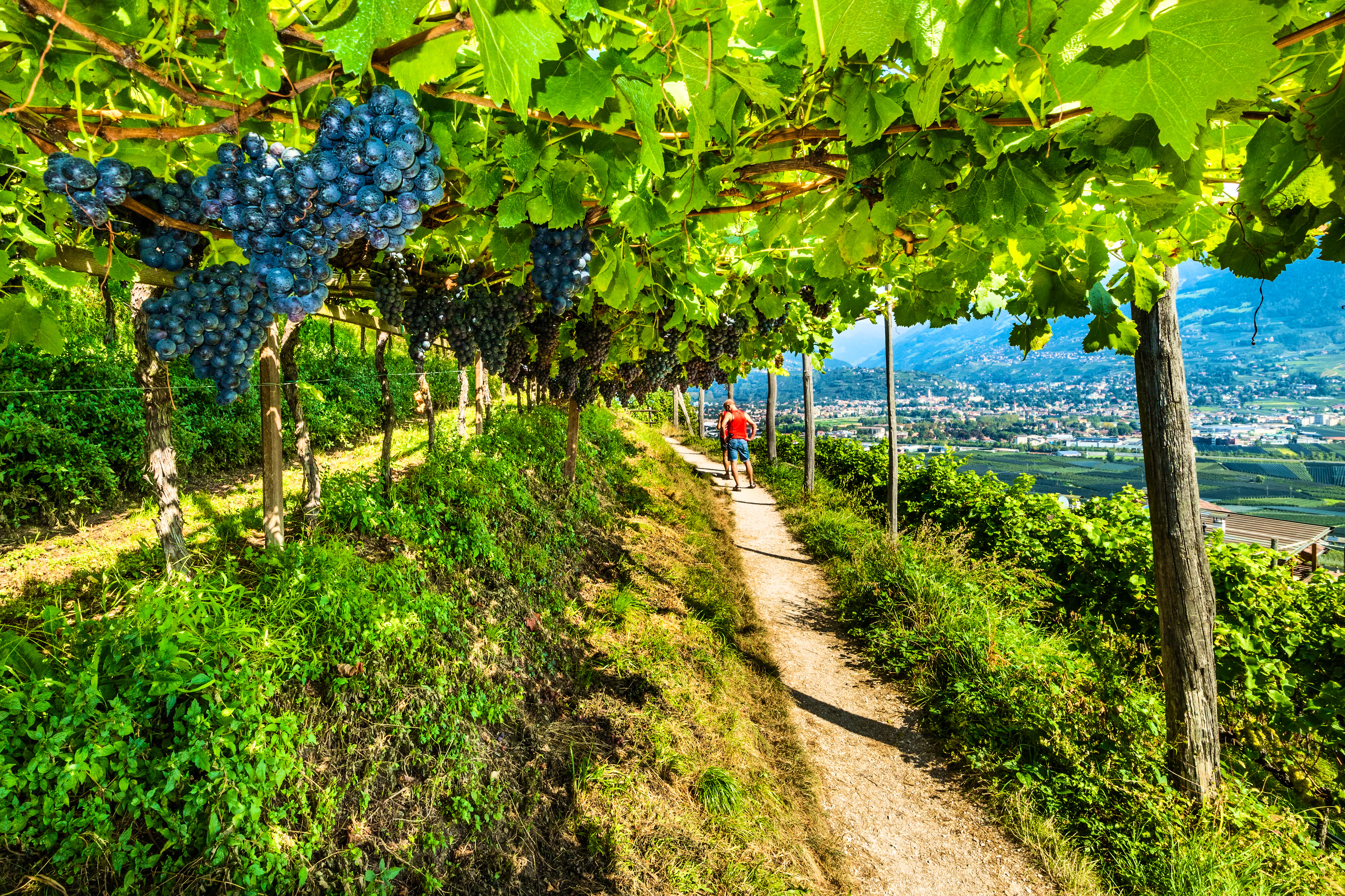 Marlinger Waalweg &ndash; &copy; Frank Krautschick - stock.adobe.com