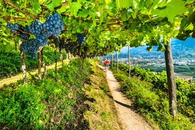 Meran zu Fuß entdecken &ndash; Wandern auf Waalwegen in Südtirol