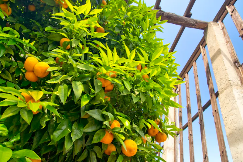 Orangen- und Zitronengarten - &copy;autofocus67 - stock.adobe.com