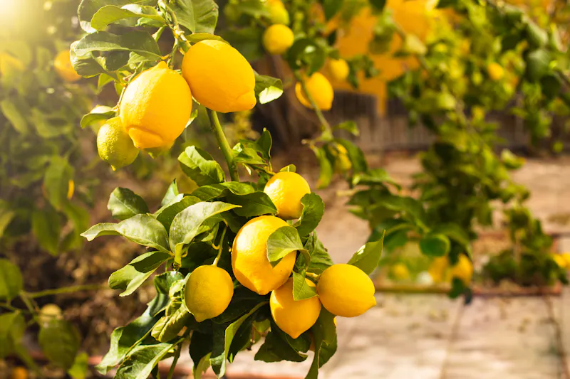 Zitronenbäume - &copy;Ирина Селина - stock.adobe.com