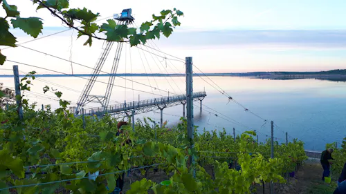 Großräschener Weinberg &ndash; &copy; iba-aktiv-tours 