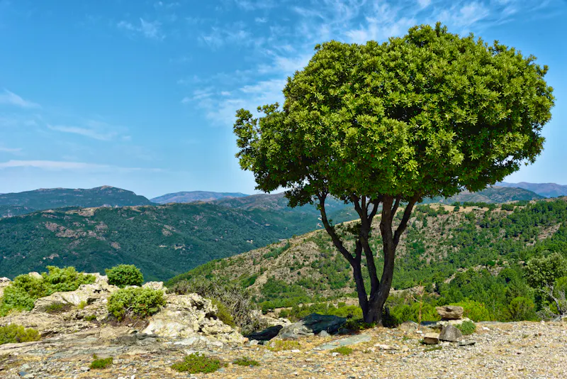 Sardinien - Ogliastra - &copy;Nur zur Ansicht, keine Vervielfältigung ohne vorherige Genehmigung