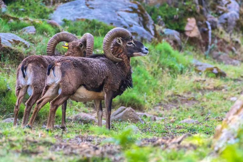 Mufflons i Naturpark Gennargentu  - &copy;maurosanna - stock.adobe.com