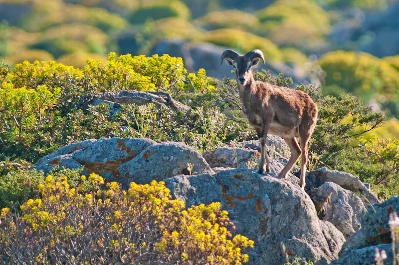 Bergziege im Nationalpark Gennargentu - &copy;maurosanna - stock.adobe.com