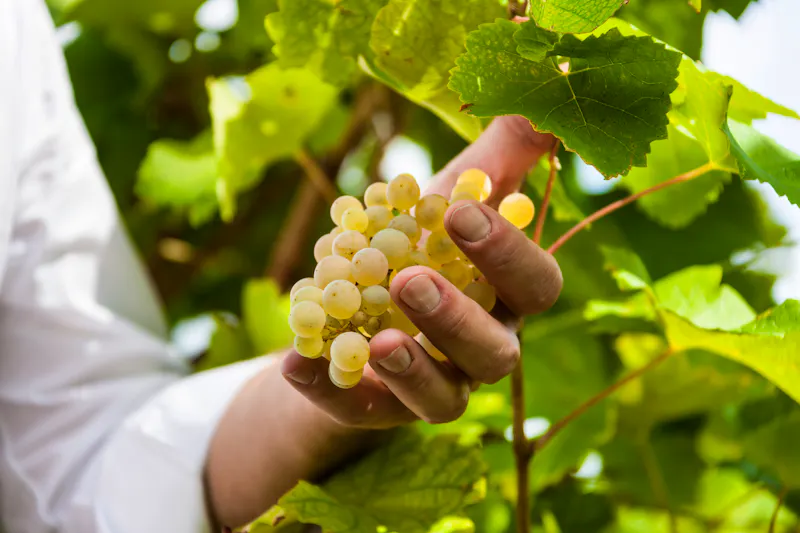 Weinregion bei Valdobbiadene - &copy;Maurizio Sartoretto - stock.adobe.com