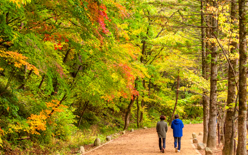 Wanderweg im Odaesan-Nationalpark - &copy;Yan - stock.adobe.com