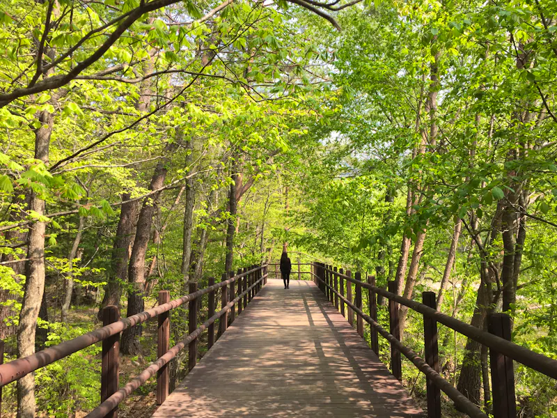 Wanderweg im Odaesan-Nationalpark - &copy;kkebiq_Korea - stock.adobe.com