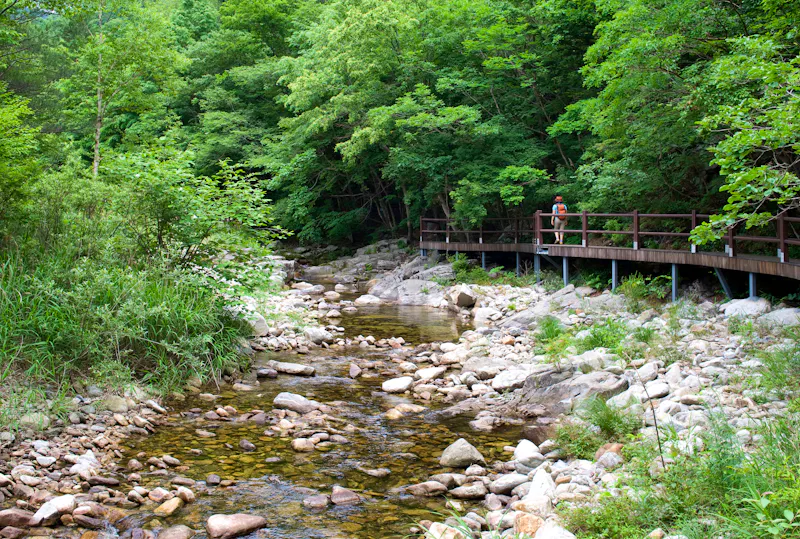 Wanderweg im Odaesan-Nationalpark - &copy;JinChang - stock.adobe.com