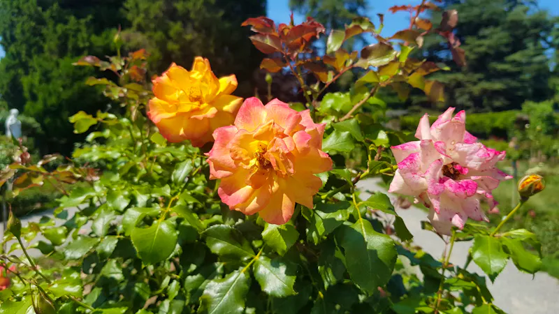 Insel Mainau - Rosengarten - &copy;Anke Nicke - Eberhardt TRAVEL