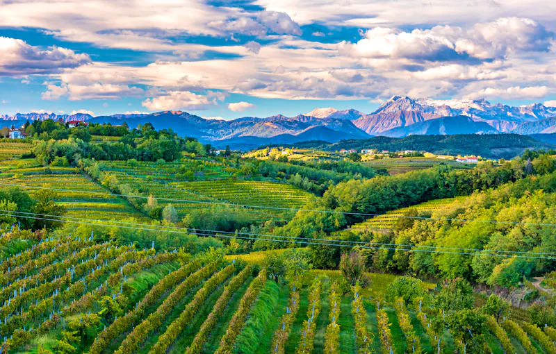 Weinregion Collio in Friaul-Julisch Venetien an der Grenze zu Slowenien - &copy;zakaz86 - stock.adobe.com