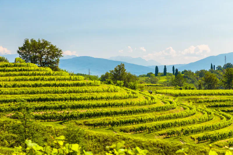 Weinregion Collio in Friaul-Julisch Venetien - &copy;zakaz86 - stock.adobe.com