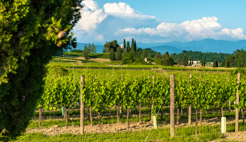Weinregion Collio in Friaul-Julisch Venetien - &copy;Nicola Simeoni - directornico@gmail.com