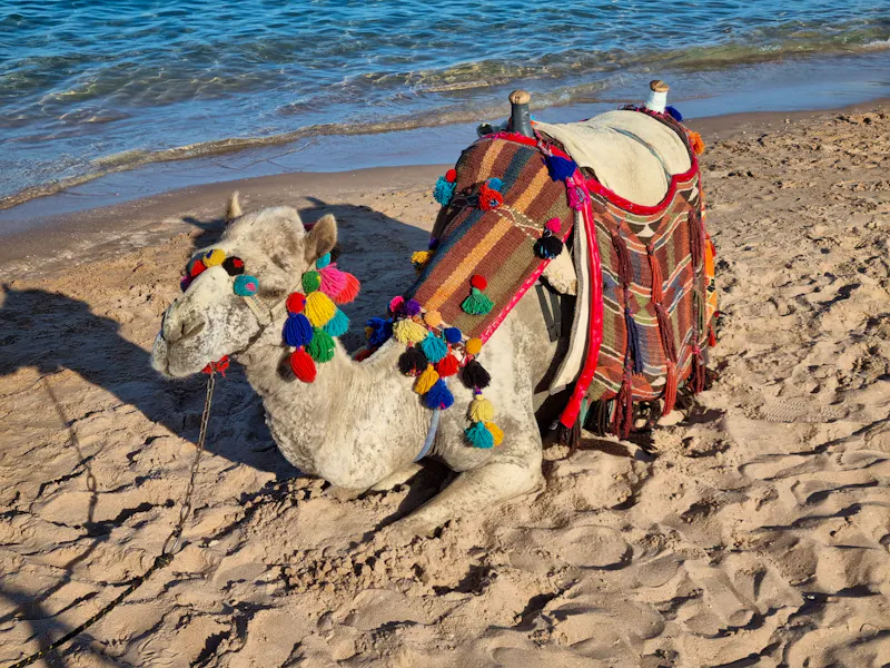 Kamel am Strand von Makadi Bay  - &copy;Eberhardt TRAVEL