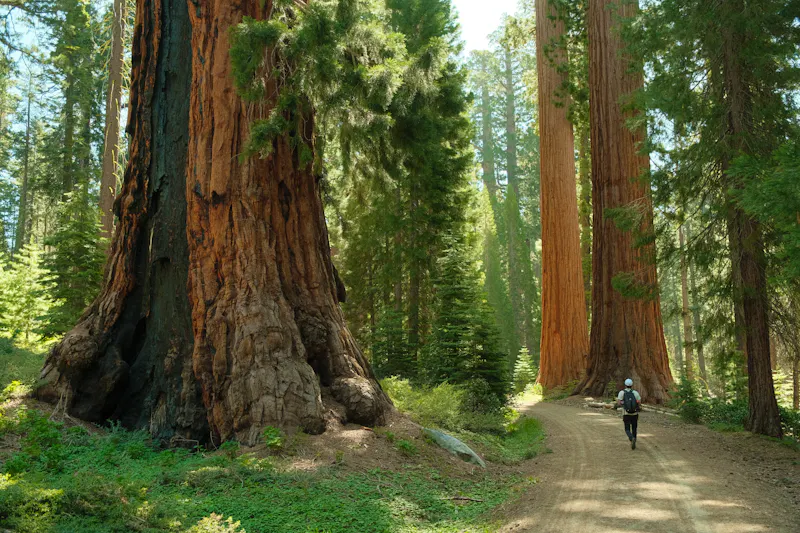 Wanderer spaziert durch die uralten Riesenmammutbäume im Yosemite National Park - USA - &copy;Sarah - stock.adobe.com