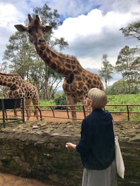 Zu Besuch im Giraffenschutzgebiet Nairobi