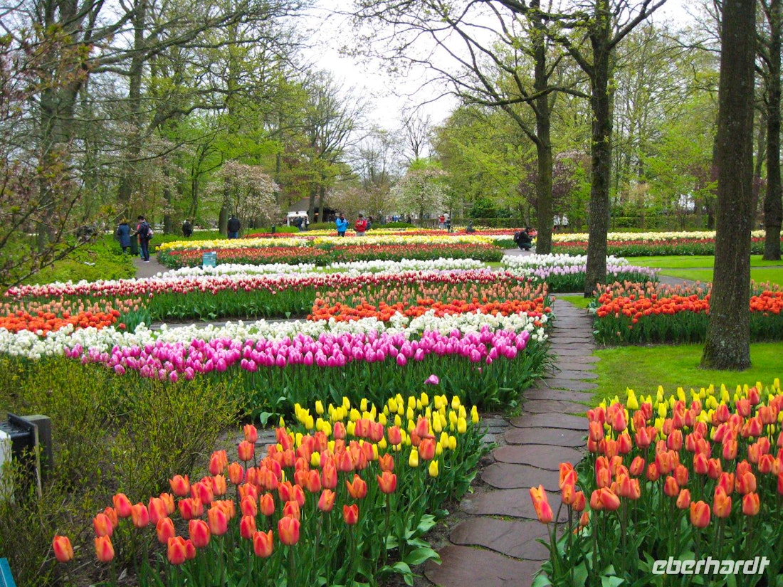 Tulpen aus Amsterdam – © x c