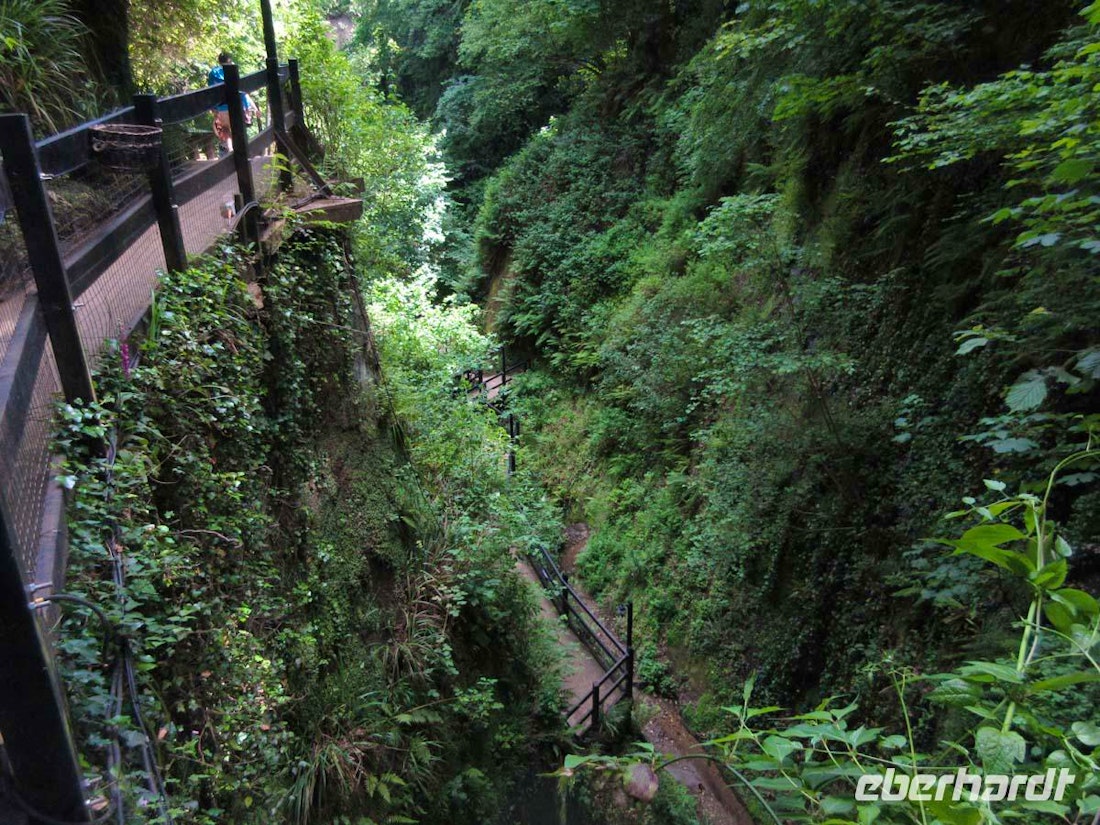 Eine subtropische Schlucht in Südengland – © Peter Rudolph