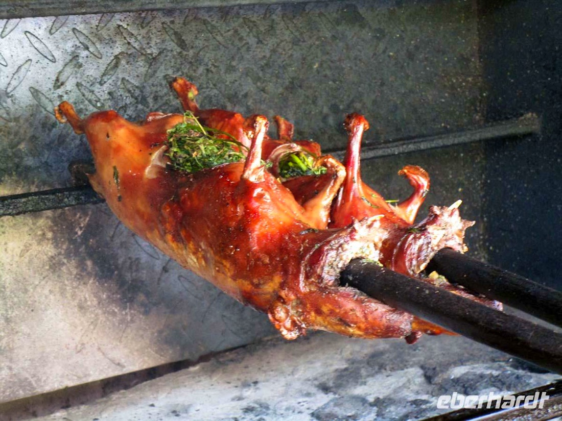 Eine Runde Meerschwein bitte! – © Peter Rudolph