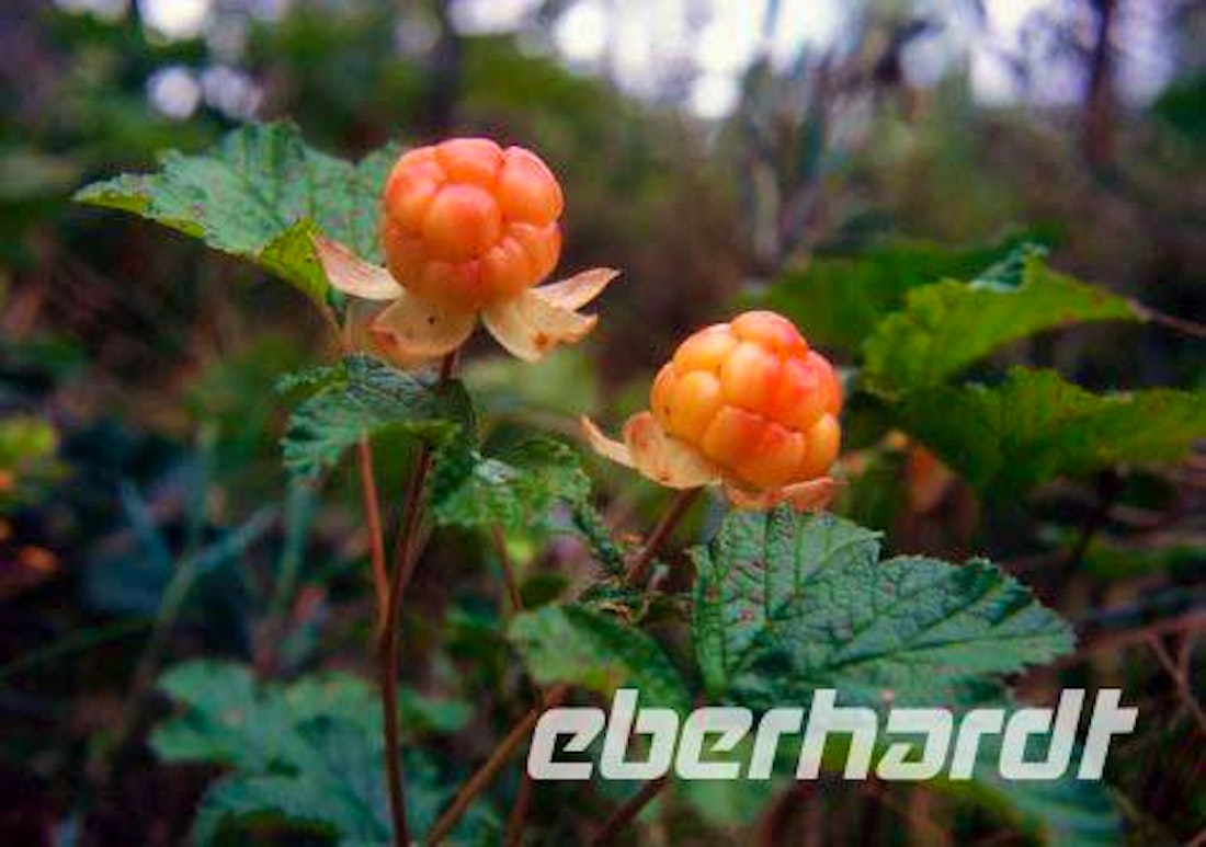 Die Moltebeere - Ein Genuß – © Peter Rudolph
