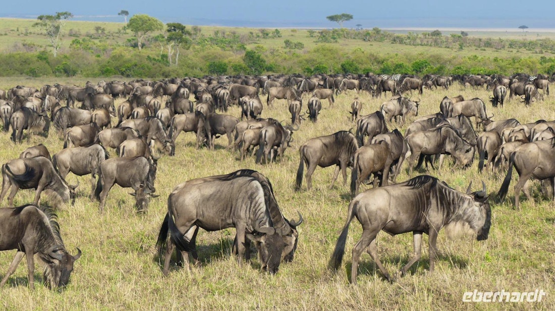 Kenias Masai Mara – © Frank Nimschowski