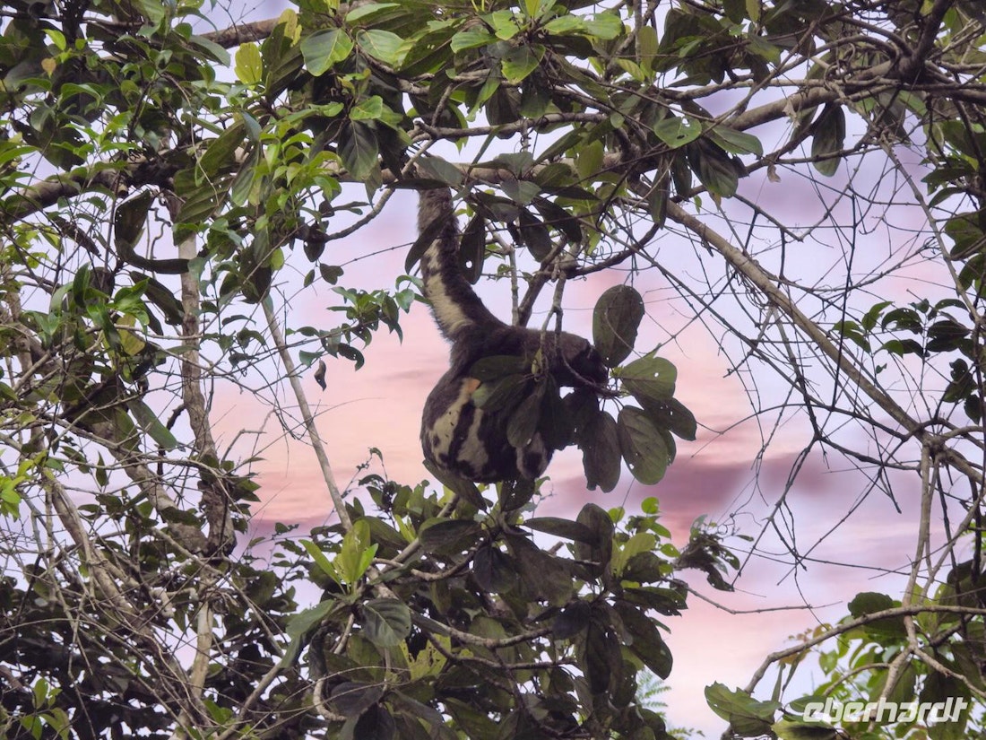 Faultier und Co – © Sabine Letzybyll