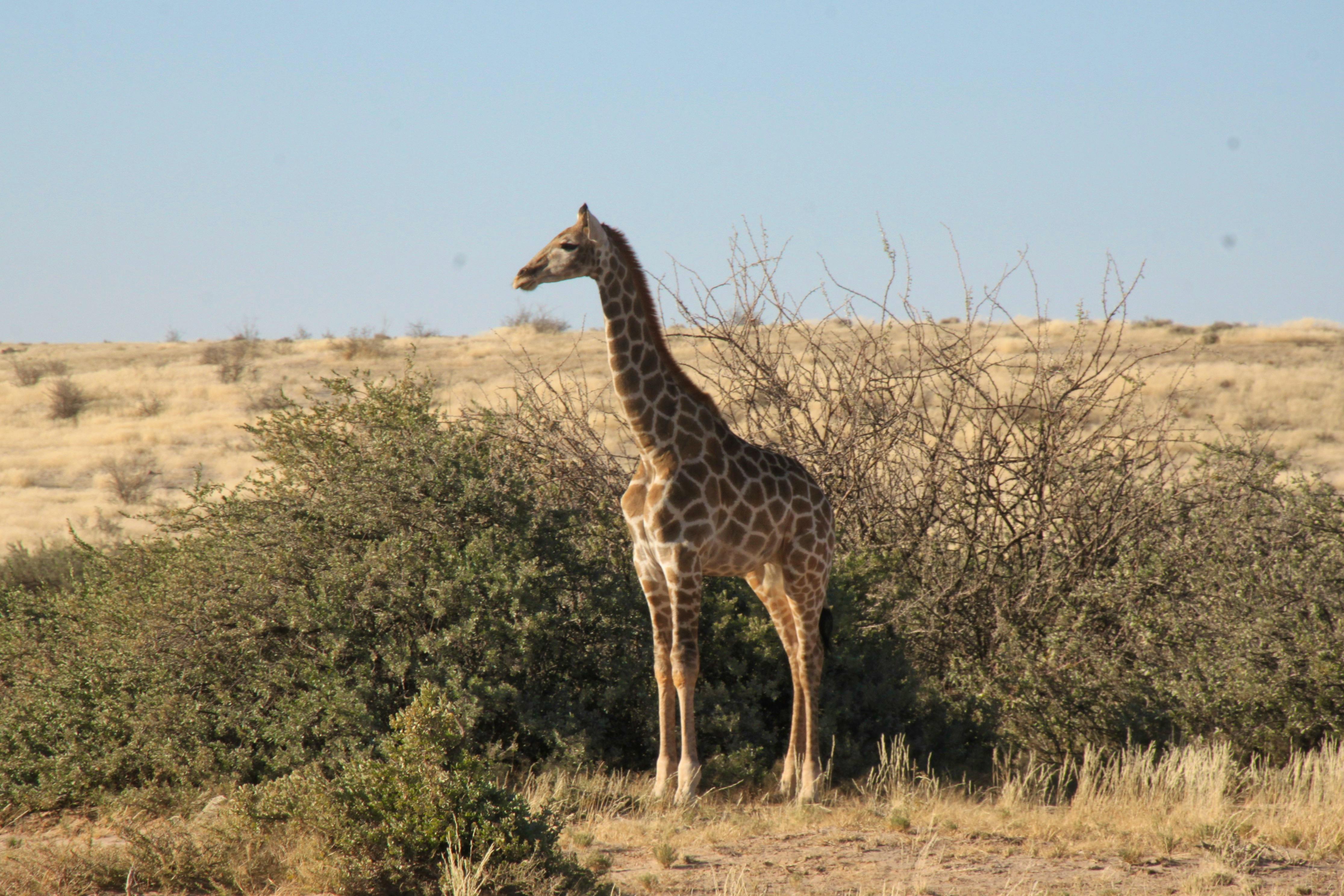 Namibia - Falk Rätzer