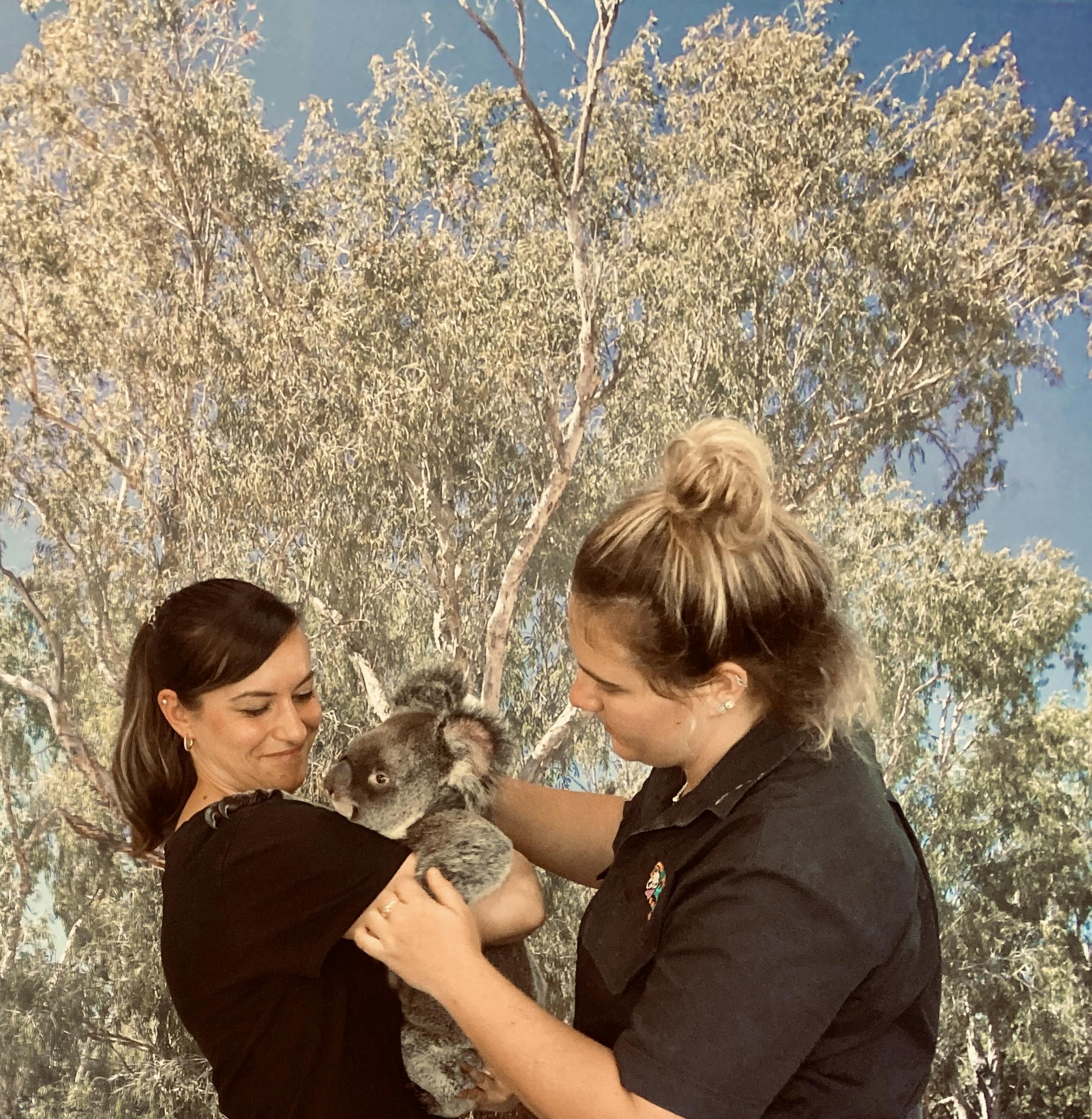 Koalabesuch - Mareike Schmidt