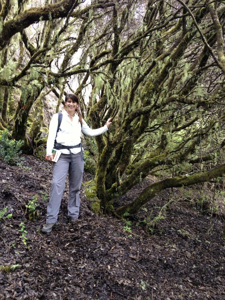 Tour durch den Nebelwald - Sabine C. Seifert