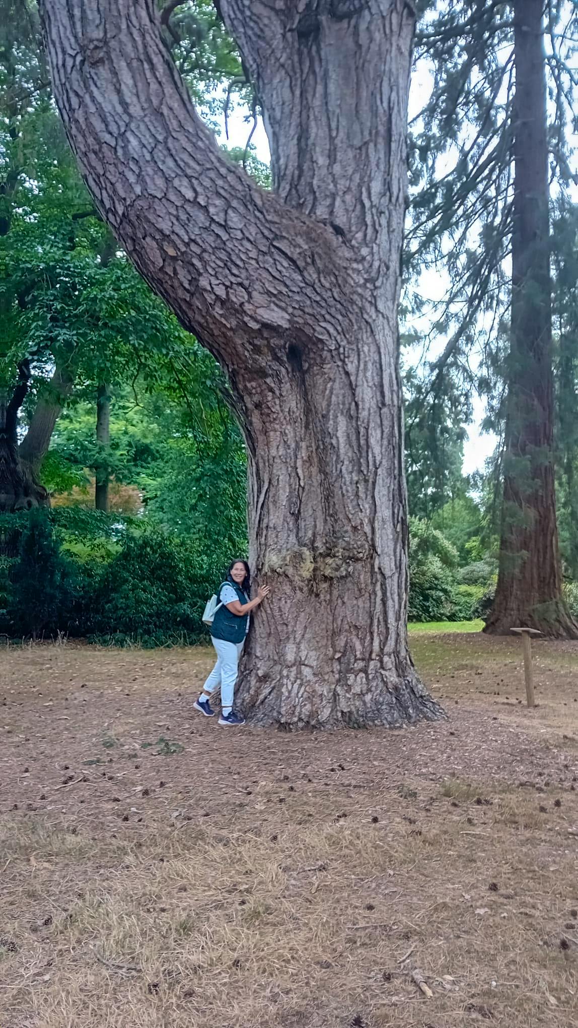 Uralter Baum Wales - Allina Anderer