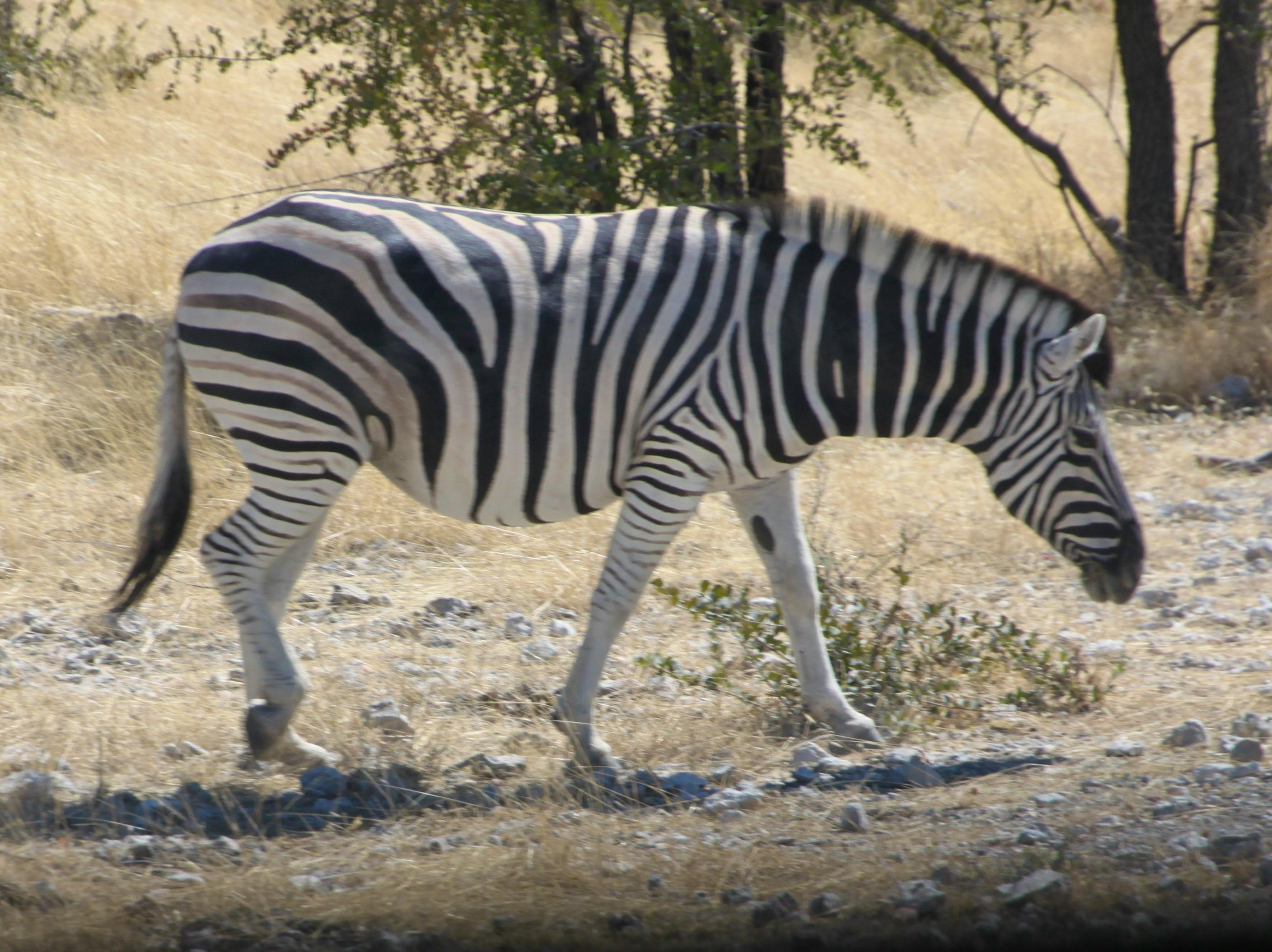 Namibia - Falk Rätzer
