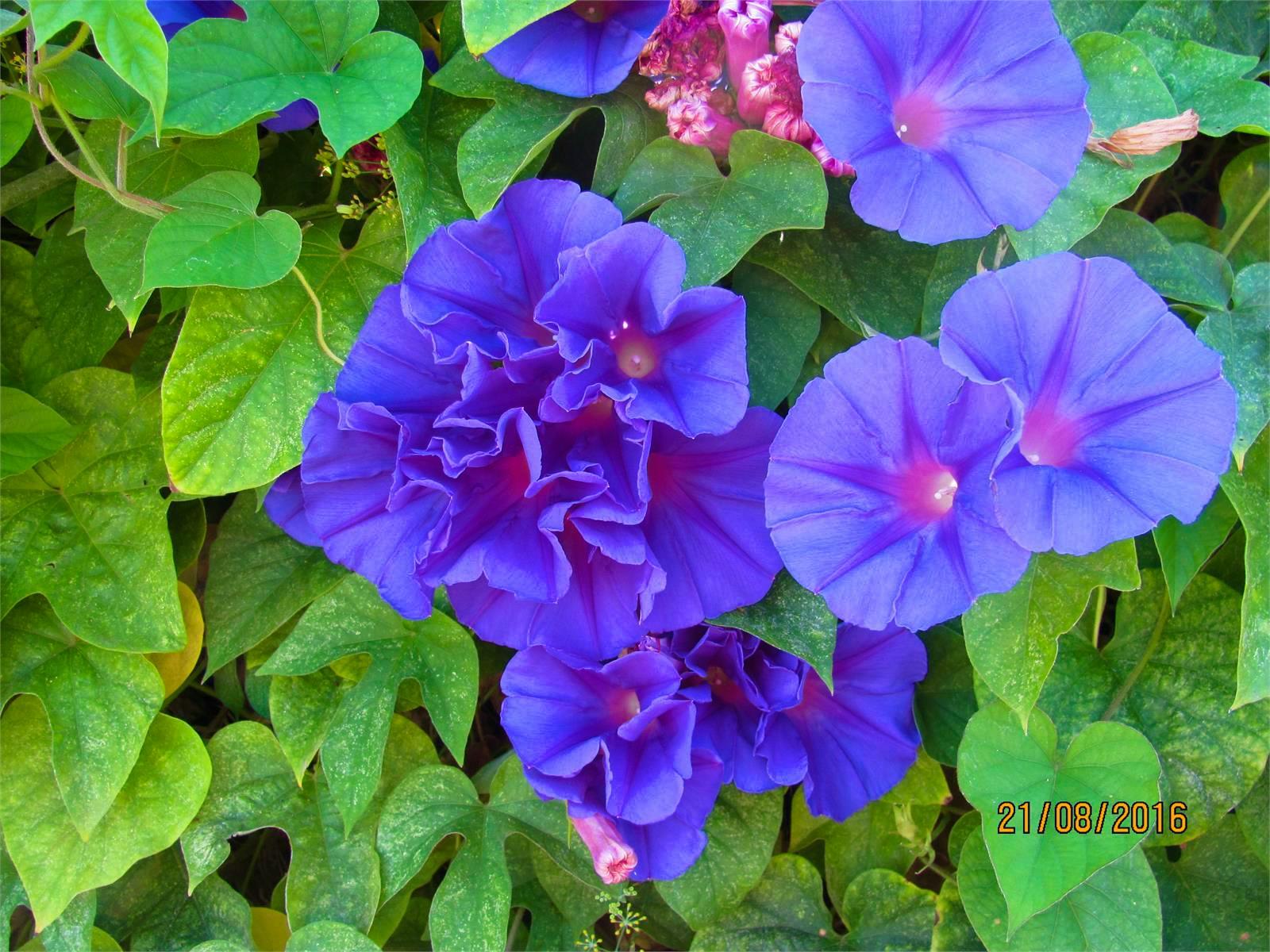 Mallorca - Maite Floris-Moser