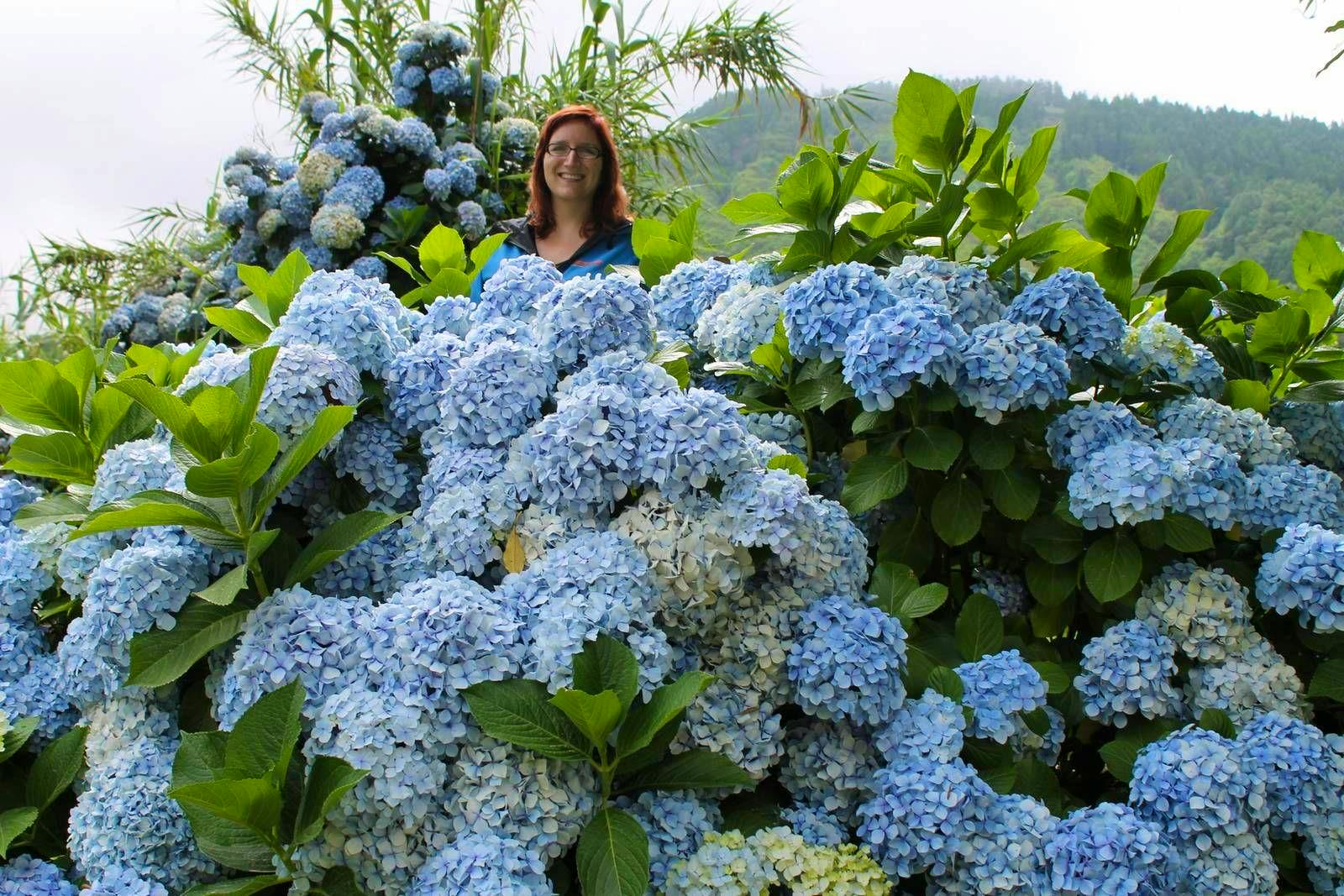Azoren - Hortensienbluete - Isabel Braksiek